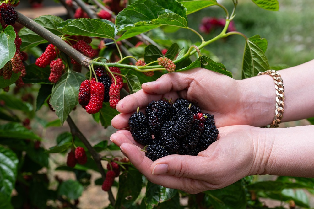 Tuta (Mulberry) 