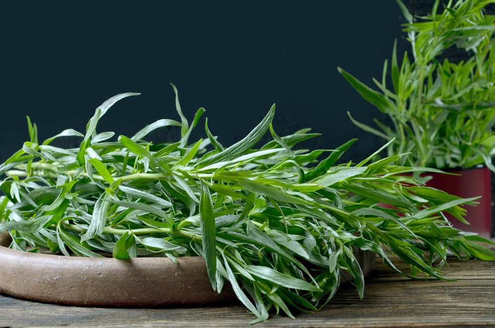Tarragon