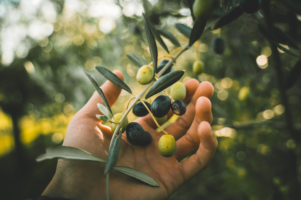 Olive - ancient delicacy 